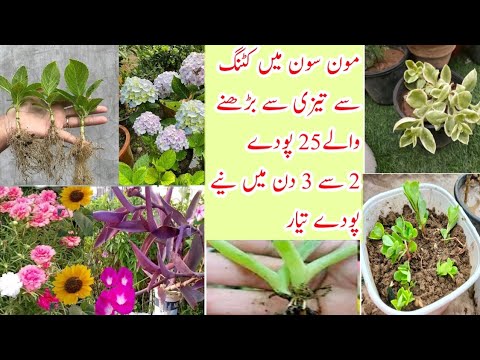 25 plants To Grow From Cuttings in July/Grow Cuttings in Monsoon/Permanent plants from cuttings