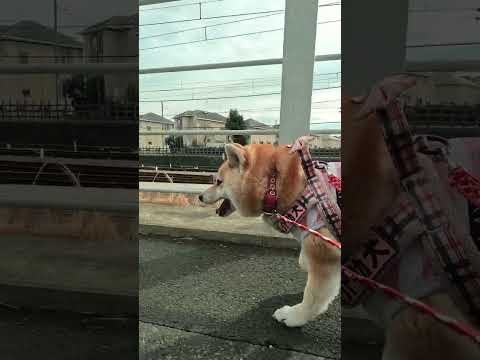 颯爽と走る【介助犬と桃にゃん】 #柴犬介助犬 #介助犬るな #介助犬と桃にゃん #介助犬 #dog #doglover #cutedog #柴犬