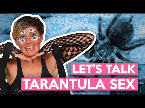 SEMEN, PHEROMONES, AND CANNIBALISM: How Tarantulas Have Sex!