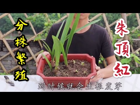 【天天小花農】朱頂紅，分株繁殖教學，產生的小球體不要扔掉