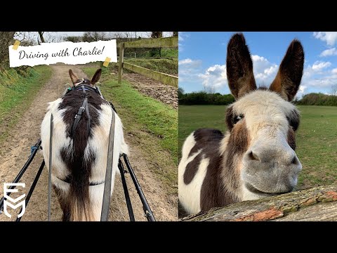 Oh Charlie you are the sweetest Driving Donkey