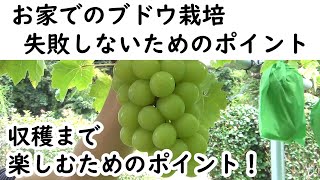 ブドウ栽培　収穫まで楽しむためのポイント【失敗しないためのポイント】