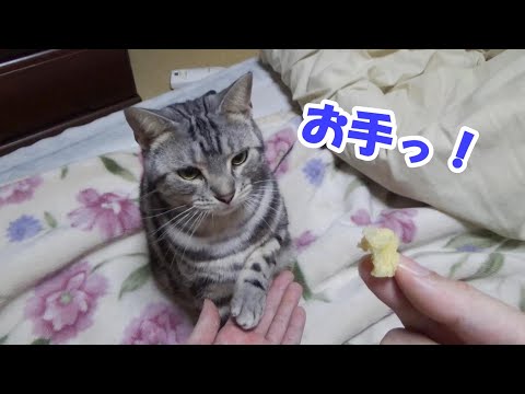 猫はお手が出来るのかー？猫のしつけ（アメリカンショートヘア）Teaching my Cat to shake hands