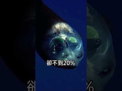 来自深海神秘生物的吼聲？The bloop: 驚悚的未知海底声音频率