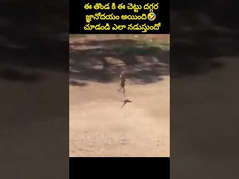 ఈ తొండ🐊కి ఈచెట్టు దగ్గరజ్ఞానోదయం🤣చూడండి ఎలా నడుస్తుందో #shorts #funnyanimals