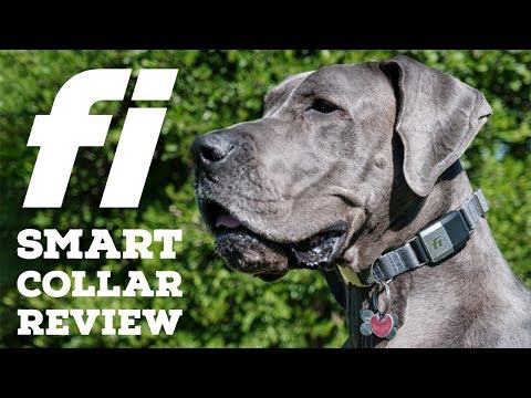 Fi Smart Dog Collar Review | Great Dane Care