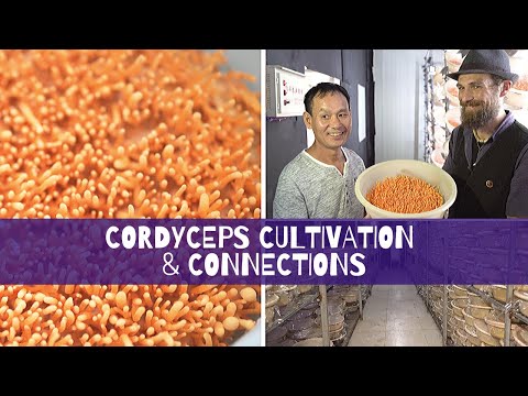 Cordyceps Cultivation & Connections