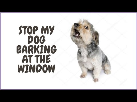 Stop Dog Barking At Window