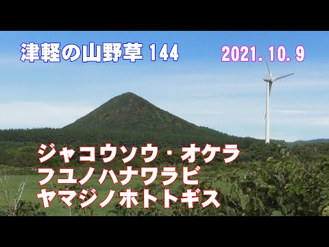 津軽の山野草144(ｼﾞｬｺｳｿｳ・ｵｹﾗ・ﾌﾕﾉﾊﾅﾜﾗﾋﾞ・ﾔﾏｼﾞﾉﾎﾄﾄｷﾞｽ)