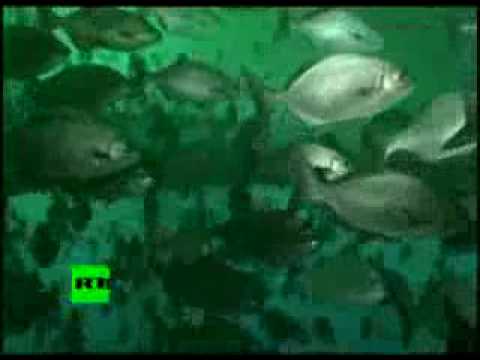 Oilpocalypse  Divers' underwater video of BP oil spill disaster