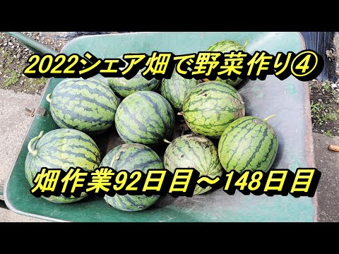 2022シェア畑で野菜作り④畑作業92日目～148日目