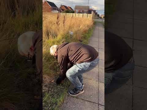 We saved a Hedgehog from certain demise #silverfox #michaelgant #hedgehog