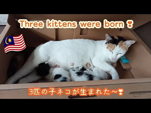 A stray cat I often met at the station gave birth🐈/駅でよく会う野良ネコちゃんに子どもが生まれました🐾