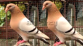 BEST and BIGGEST fancy pigeon breed in the WORLD collection|