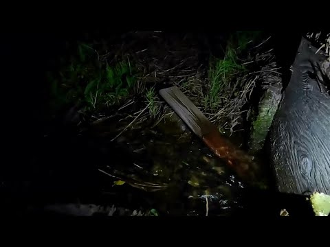 【2h】Calming River Sounds and Insect Noises in the Rice Fields of Japan | Relaxing Nature Ambience