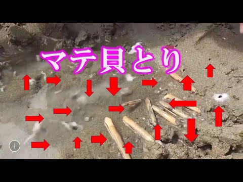 マテ貝採り　小穴に塩を！誰でも簡単！美味しい！下処理も楽！兵庫　たつの市　新舞子浜　関西　近畿　潮干狩り　ハマグリ　あさり