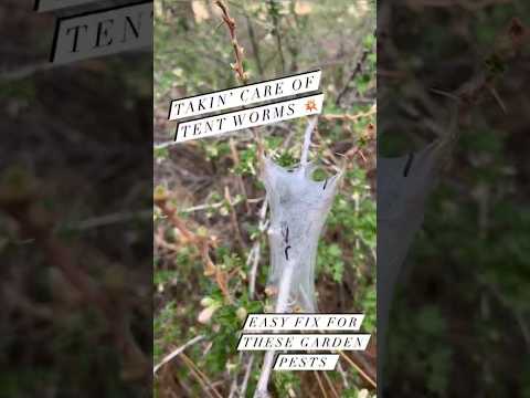 DIY Garden Pest Control: The Soapy Water Trick! | #shorts #garden