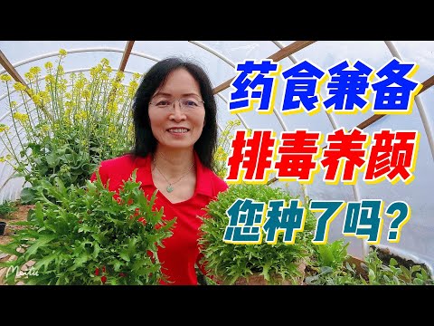 排毒养颜, 药食兼具的营养蔬菜-苦菊. （点击CC观看字幕）#家庭有机种植