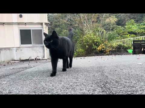 坂道で追いかけてくる黒ねこちゃん　No.７９１　２０２４年　１１月３日　１６：００　のくろねこちゃん　black cat