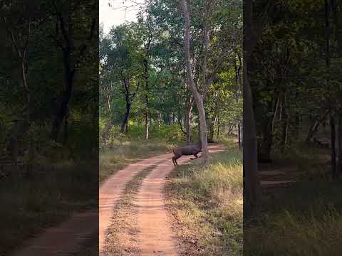 Bhagam Bhag #pannatigerreserve #madhyapradesh #wildlife