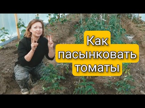 КАК ПАСЫНКОВАТЬ ТОМАТЫ | ЧТО ДЕЛАТЬ ЕСЛИ ОНИ ДАЮТ ДВЕ ВЕРХУШКИ | КАК И ЗАЧЕМ ОБРЕЗАТЬ ЛИСТЬЯ