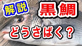 How to handle black sea bream [How to handle black sea bream] From handling black sea bream