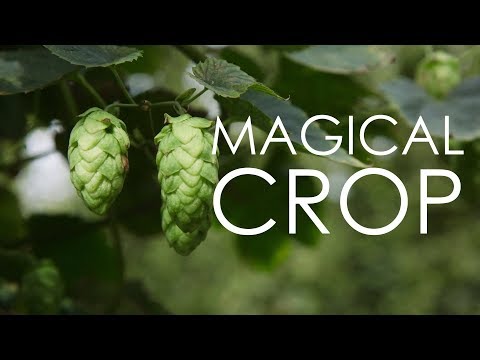 Magical Crop | Arendt's Hop Haven & New Glarus Brewing