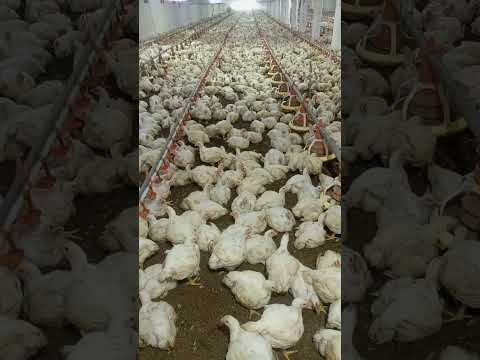 poultry farm broiler chicken murgi farm hen farm kombdi kukda kukra