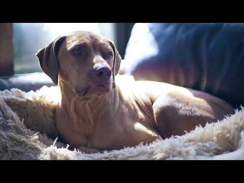 Dog on Bed | Copyright Free Video Footage