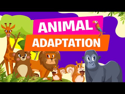 Animal Adaptations | Physical, Life Cycle and Behavioral Adaptations of Animals | Science Video