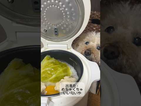 炊飯器で犬ご飯作る #炊飯器 #炊飯器レシピ #shorts #dog