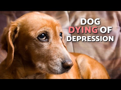 Can a DOG DIE From SADNESS? 🐶😔 How to Prevent It