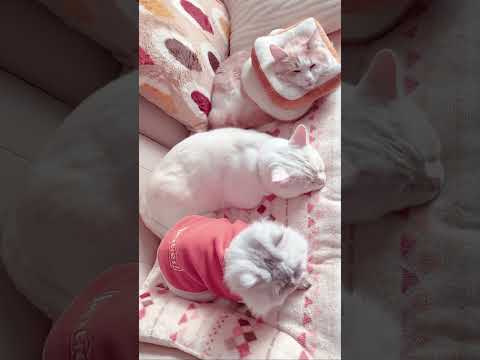 ねこたちの日常　家族でまったりと　#shorts #cat #猫