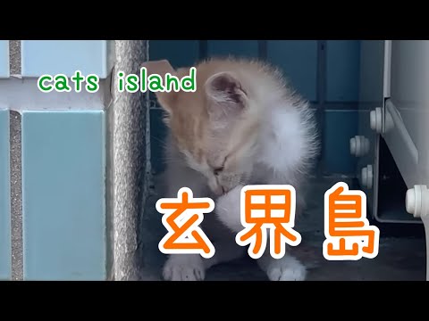 感動人気のまとめシリーズ50分しかないA touching and popular compilation series-only 50 minutes long【玄海島】【２０２４夏休み】【猫島巡り