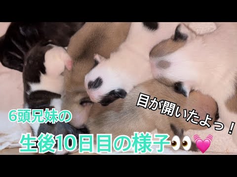 【フレンチブルドッグ】6頭兄妹の生後10日目の様子！目が開きました！#521