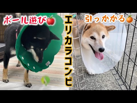 柴犬のエリカラコンビが可愛すぎてこのままでもいいと思ってしまいます(笑)