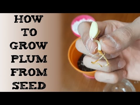 How To Grow Plum Trees From Seed 李子怎么种 आलूबुखारा की खेती कैसे करे cultivar ciruela de semillas