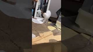 鏡に映った自分にびっくりする猫