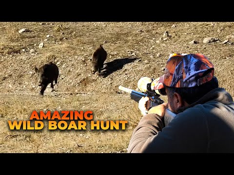 AMAZING WILD BOAR HUNTS BEST MOMENTS -  EFSANE VURUŞLARLA DOMUZ AVI