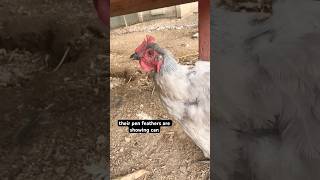 #ad Purina®️ Farm To Flock®️ Protein Blend Hen Treats from ​⁠@PurinaMillsTV #backyardchickens