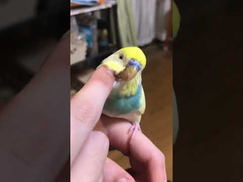 ははははは #shorts #セキセイインコ #budgie #かわいい #すいちゃん