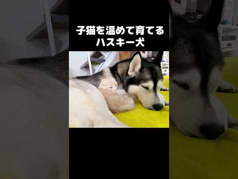 子猫を温めて育てるハスキー犬...#shots