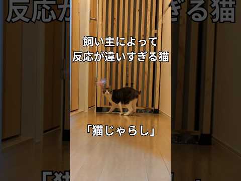 【ねこじゃらし】飼い主によって反応が違いすぎる猫#ねこ #かわいい #保護猫と暮らす #違う #そうじゃない