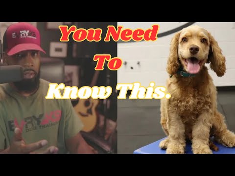 How To Care For Your PUPPY. | 8 - 14 Weeks Old