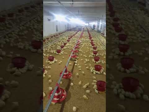 Poultry farm #birdslover #chicken #poultry #farming #babyshorts #broiler #broilerchicks