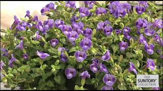 Summer Wave Torenia Offers Outstanding Garden Performance