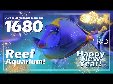 A SPECIAL MESSAGE FROM OUR 1680 REEF AQUARIUM. HAPPY NEW YEAR FROM EVERYONE AT REEF AQUARIA DESIGN.