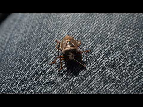 footage - Schildkäfer, Pentatoma rufipes