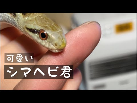 シマヘビ[親父の愛蛇]触ってみた結果　なんとも可愛い/ペット