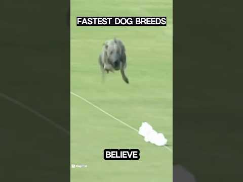 Top 5 Fastest Dog Breeds #dog #shorts